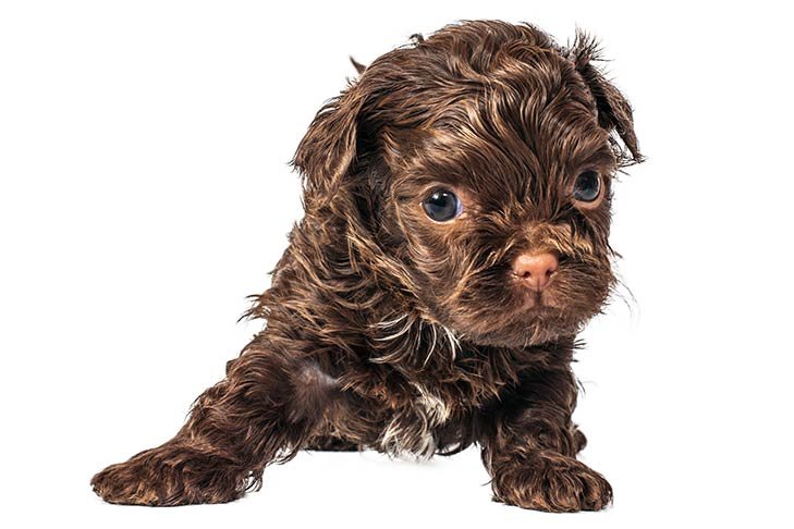 bolonka puppy (1)
